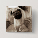 Search for black pug badges Pets