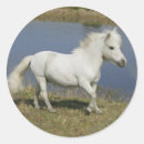 Search for miniature horse stickers Running