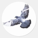 Search for doves stickers Pigeon