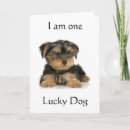 Search for yorkie birthday cards Photography