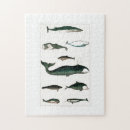 Search for orca whale puzzles Animals