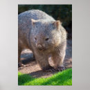 Search for wombat gifts Adorable