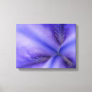 Search for iris flowers canvas prints Irises