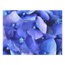 Search for hydrangea photo posters Nature