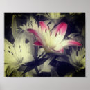 Search for white lily posters Black and white