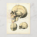 Search for skull postcards Antique