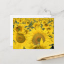 Search for yellow sunflowers postcards Summer
