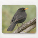 Search for blackbird mouse mats Birds