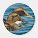 Search for commonality magnets Bird