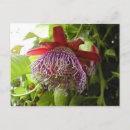 Search for plant trees postcards Plants