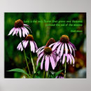 Search for echinacea posters Botanical