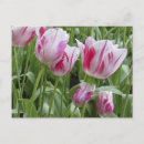 Search for peppermints postcards White