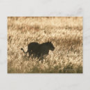 Search for leo horizontal postcards Animals in the wild
