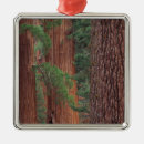 Search for yosemite christmas tree decorations Sequoia