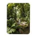 Search for rainforest magnets Tree