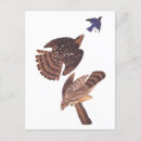 Search for prey postcards Raptor