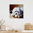 Search for coton de tulear gifts Canine