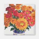 Search for chrysanthemums Still life