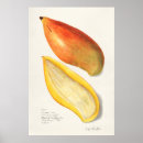 Search for mangos art Botanical