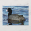 Search for coots Waterfowl