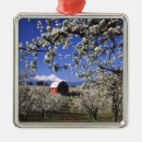 Search for harvest christmas tree decorations Orchard