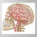 Search for parts of the brain posters Healthcare