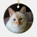 Search for flame point siamese cat Kitty