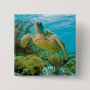 Search for reefs badges Photography
