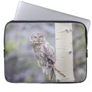 Search for strix Strix nebulosa