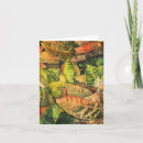 Search for crotons Foliage