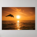 Search for jumping dolphin posters Animal