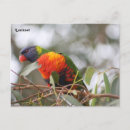 Search for lorikeet postcards Australia