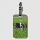 Search for collies accessories Black and white dog