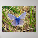 Search for butterfly beauty posters Bug