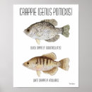 Search for crappie posters Fish
