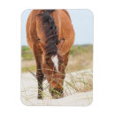 Search for mustangs magnets Wildlife