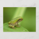 Search for tree frog photography Wildlife