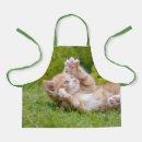 Search for cats playing aprons Kitten