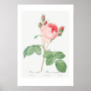 Search for cabbage posters Botanical