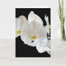Search for phalaenopsis cards White
