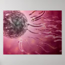 Search for neuroanatomy art Illustration