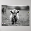 Search for black and white cow posters Scottish