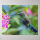 Search for carib posters Nature