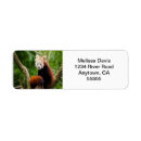 Search for red panda return address labels Cute