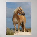 Search for haflinger posters Beach