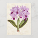 Search for vintage orchid postcards Antique