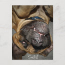 Search for mastiff postcards Canine