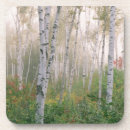 Search for birch tree coasters Maple