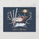 Search for bull elk postcards Aspen trees