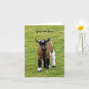 Search for pygmy goat Cute